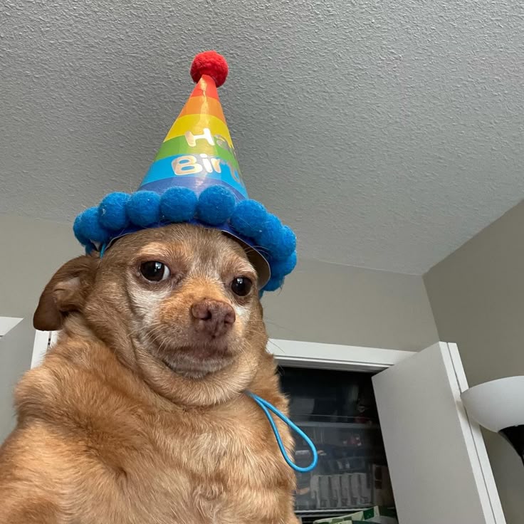SpectreAzula's tweet photo. 5 more days omg im getting old (⁠๑⁠•⁠﹏⁠•⁠) https://t.co/Aai7NMC6NE