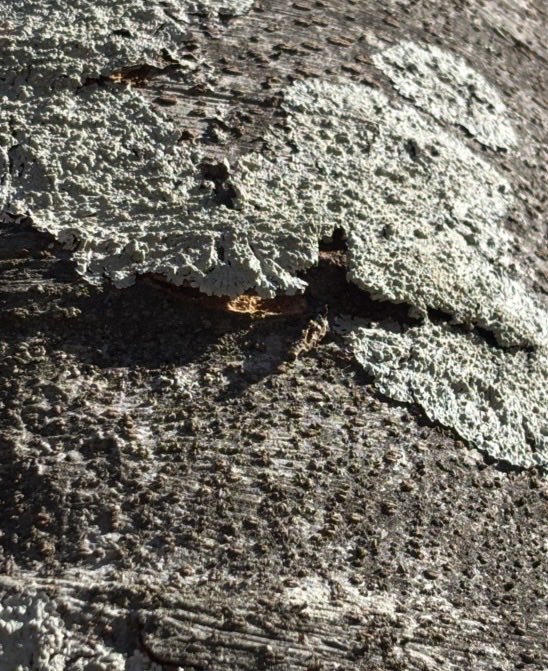 おるね

からの、つまんでみたけどぎゅっとつかまって離れなかったので無理に連れ去ることはしなかった…。
君のよい春を祈ります😌