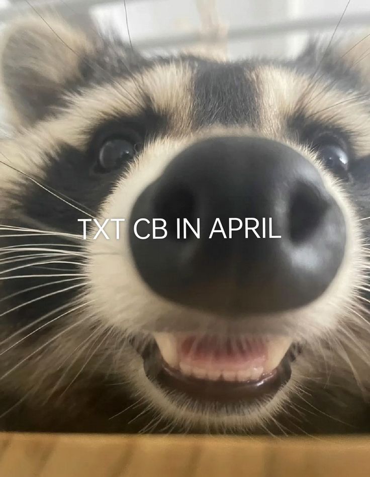 innwm_'s tweet photo. #TXTCBINAPRIL
#TXT_COMEBACK_APRIL
txt cb in April https://t.co/KfVM9Ng7om