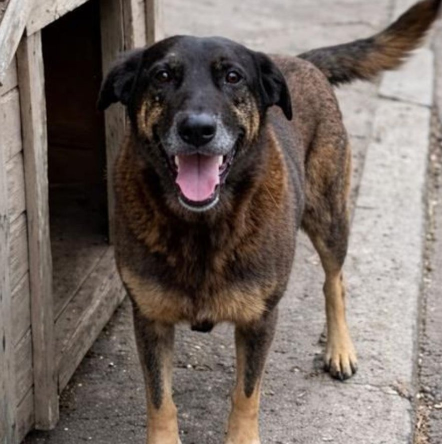 nacaomarvell's tweet image. A reportagem do Orelha no Fantástico mais pareceu uma tentativa de passar pano para os ASSSASSINOS.

Antes tinha imagem, agora já não tem, agora já tão até minimizando a forma que aconteceu. Daqui a pouco vão dizer que o Orelha morreu de causas naturais.

Infelizmente no Brasil é…