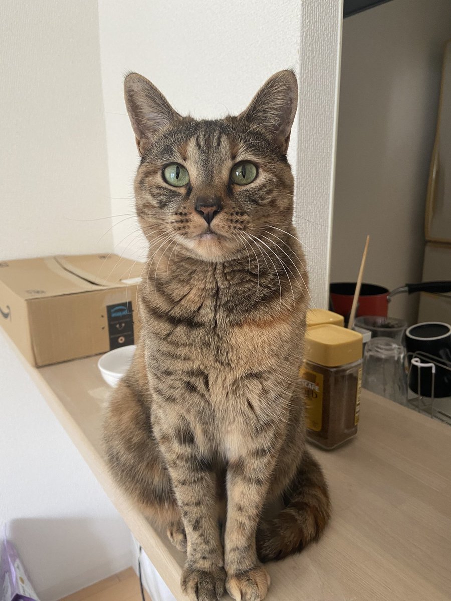 yoppapa（酔っパパ） tweet media