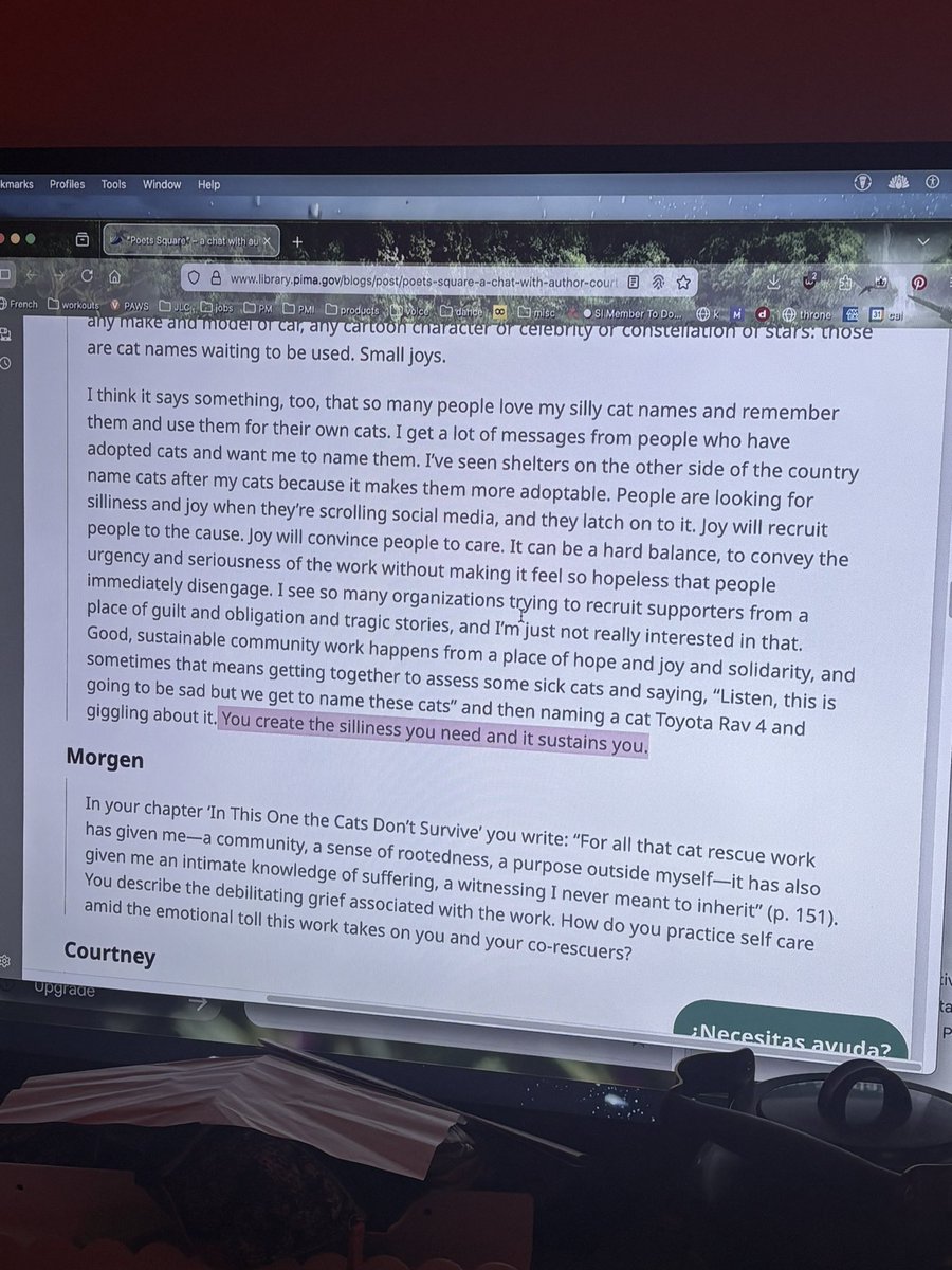 First use case: I’m reading an article about silly names for feral rescue cats.

“You create the silliness you need and it sustains you.” Goodnight 🫵😹