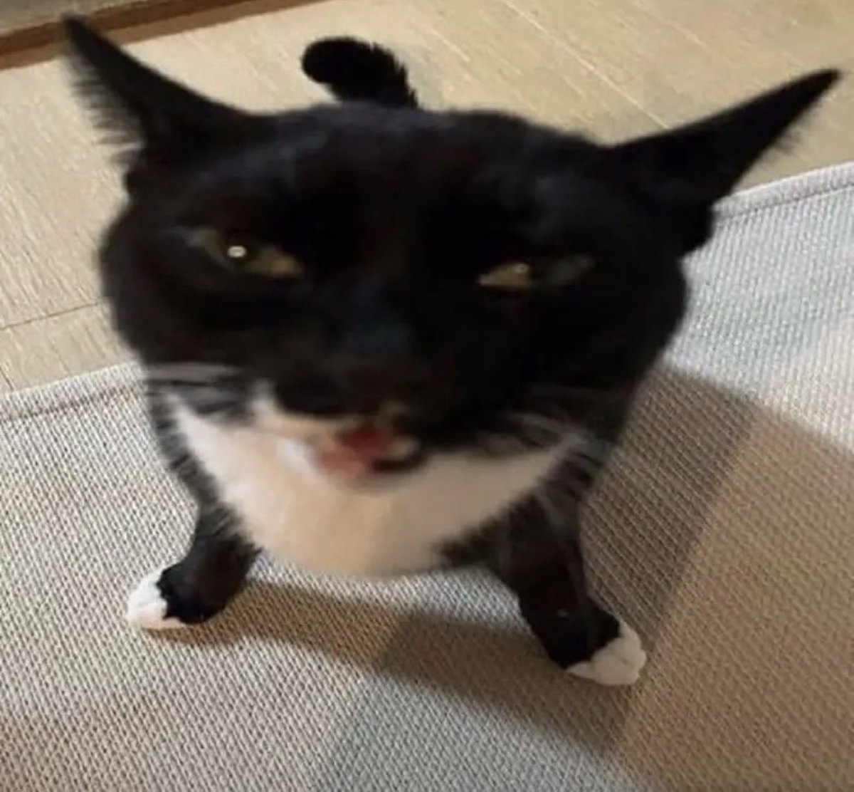 ʕっ•ᴥ•ʔっ♥૮ - ﻌ • ა⁩𐙚 tweet media