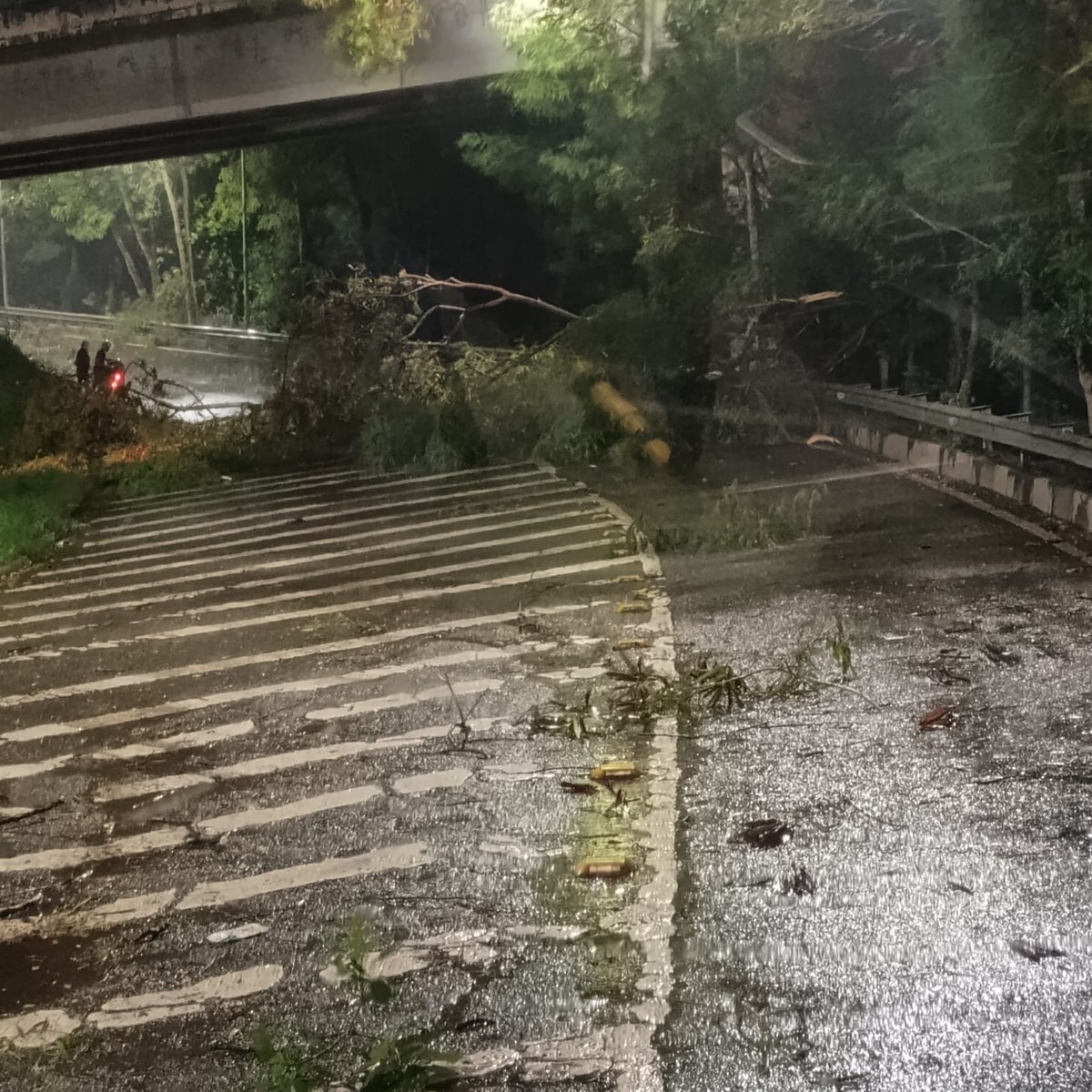 OperacoesRio's tweet photo. 🌳QUEDA DE ÁRVORE NA AV. BRIGADEIRO TROMPOWSKI

Na Maré, a Comlurb foi acionada após queda de árvore sobre a via,sentido Ilha, na altura da Ponte Velha, na Maré.

#CORInforma
#zonanorte https://t.co/NGPQmS4cJB