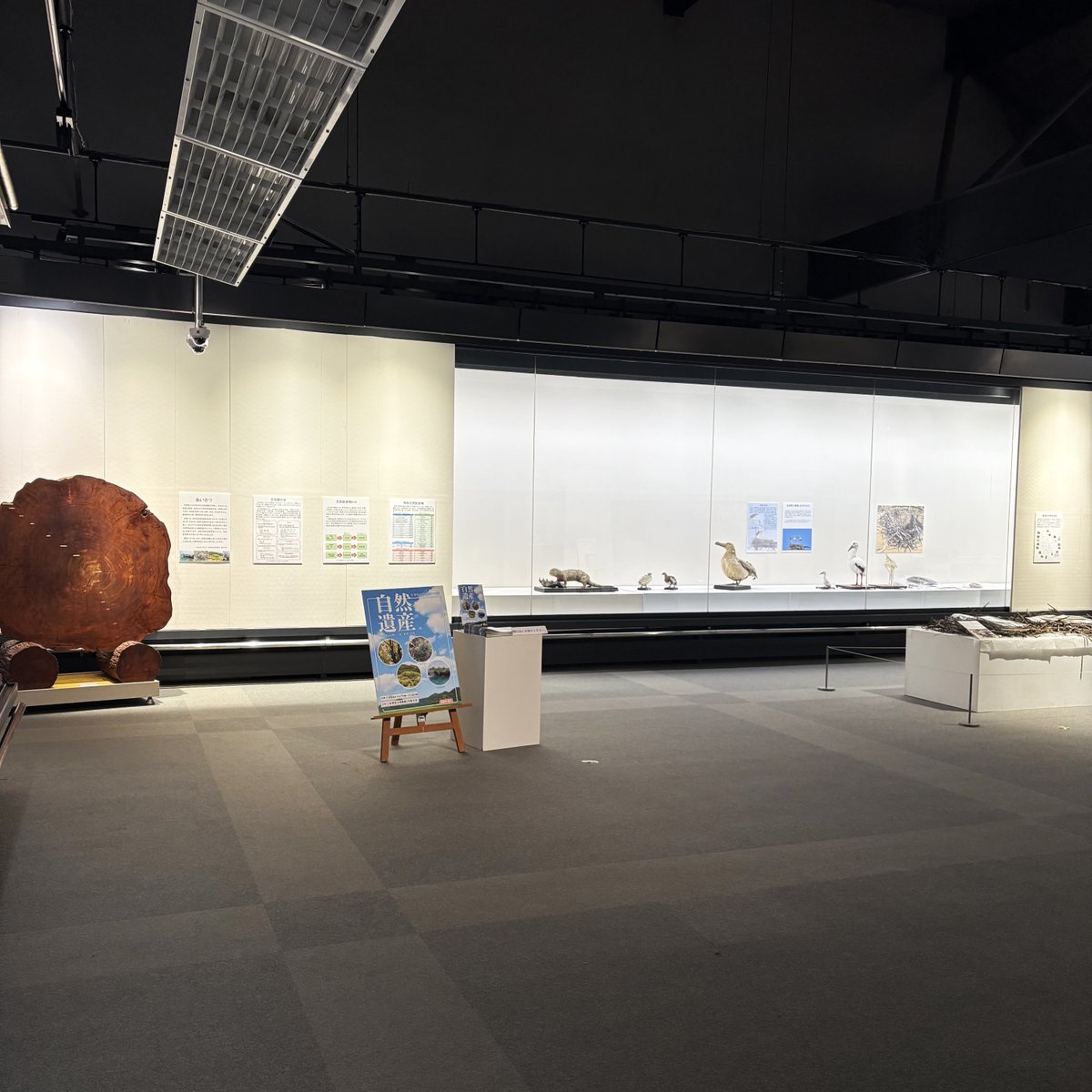 saga_hakubi's tweet photo. 佐賀県立博物館テーマ展『自然遺産』開催中です！
佐賀が誇る自然環境について“天然記念物”を中心に紹介しています。
 ぜひご来館��ださい。

【場所】佐賀県立博物館3号展示室一部（佐賀市城内1－15－23）
【会期】令和８年2月26日(木曜日)まで

#佐賀県立博物館
#自然史
#天然記念物 https://t.co/AetTV2uUjN