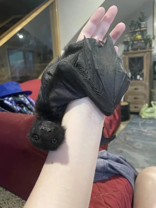 𝔖𝔦𝔩𝔢𝔫𝔠𝔢𝔣𝔬𝔯𝔪𝔶𝔰𝔬𝔲𝔩 (@funeralmind) on Twitter photo 