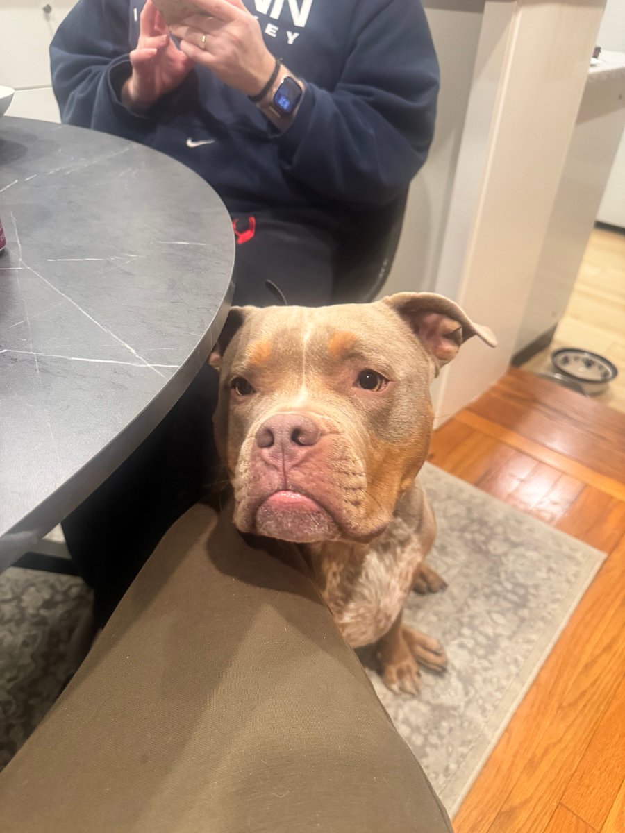 WhizzyLL's tweet image. Dog pic for the TL