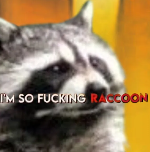 Why you should have a Raccoon (@shouldhaveracc) on Twitter photo 