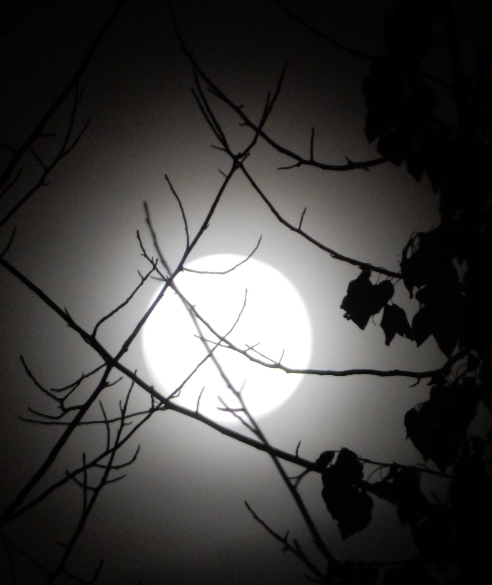 mardays1's tweet photo. #snowmoon #Feb1 https://t.co/wNO76q37GC