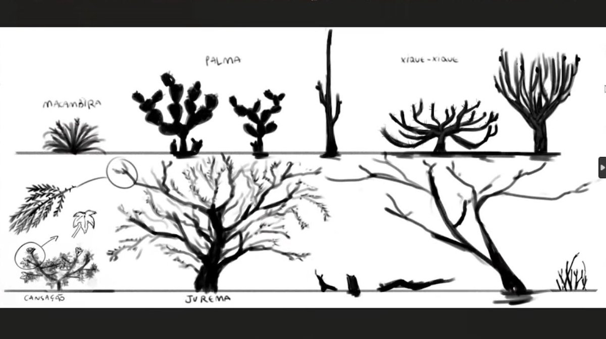 Ordem Updates tweet media