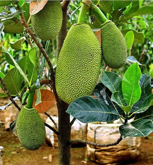naturebring651's tweet photo. The jackfruit tree is a giant that grows up to a height of 30 to 70 feet. Its leaves are shiny, rich green, and leathery, which are 9 inches long in length. The flower blossomed on short twigs, which are attached..read..https://t.co/CNG9UteeuR
#jackfruit #kathal #naturebring https://t.co/JrT0dWnAYg