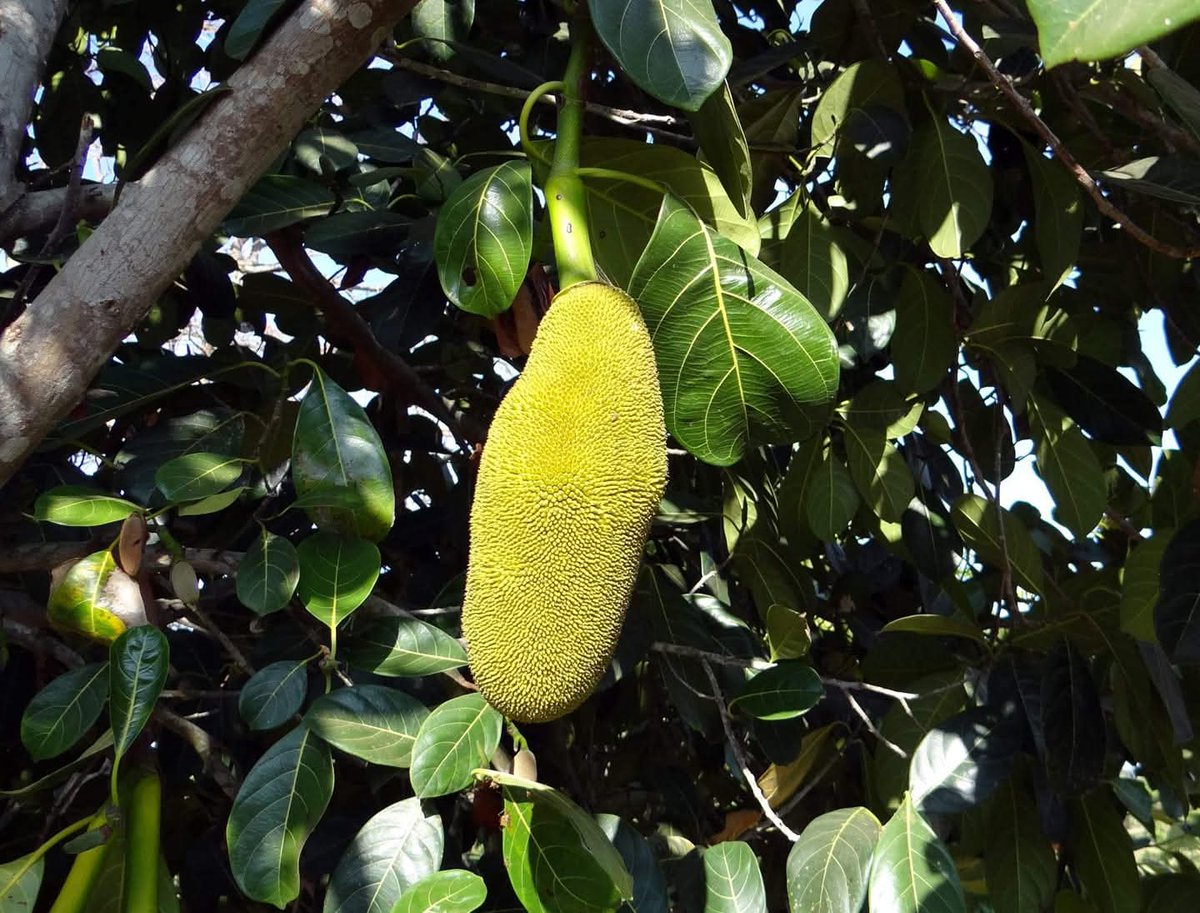 naturebring651's tweet photo. The jackfruit tree is a giant that grows up to a height of 30 to 70 feet. Its leaves are shiny, rich green, and leathery, which are 9 inches long in length. The flower blossomed on short twigs, which are attached..read..https://t.co/CNG9UteeuR
#jackfruit #kathal #naturebring https://t.co/JrT0dWnAYg