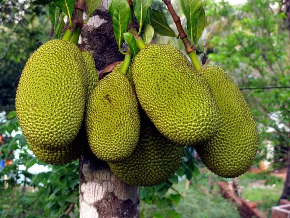 naturebring651's tweet photo. The jackfruit tree is a giant that grows up to a height of 30 to 70 feet. Its leaves are shiny, rich green, and leathery, which are 9 inches long in length. The flower blossomed on short twigs, which are attached..read..https://t.co/CNG9UteeuR
#jackfruit #kathal #naturebring https://t.co/JrT0dWnAYg