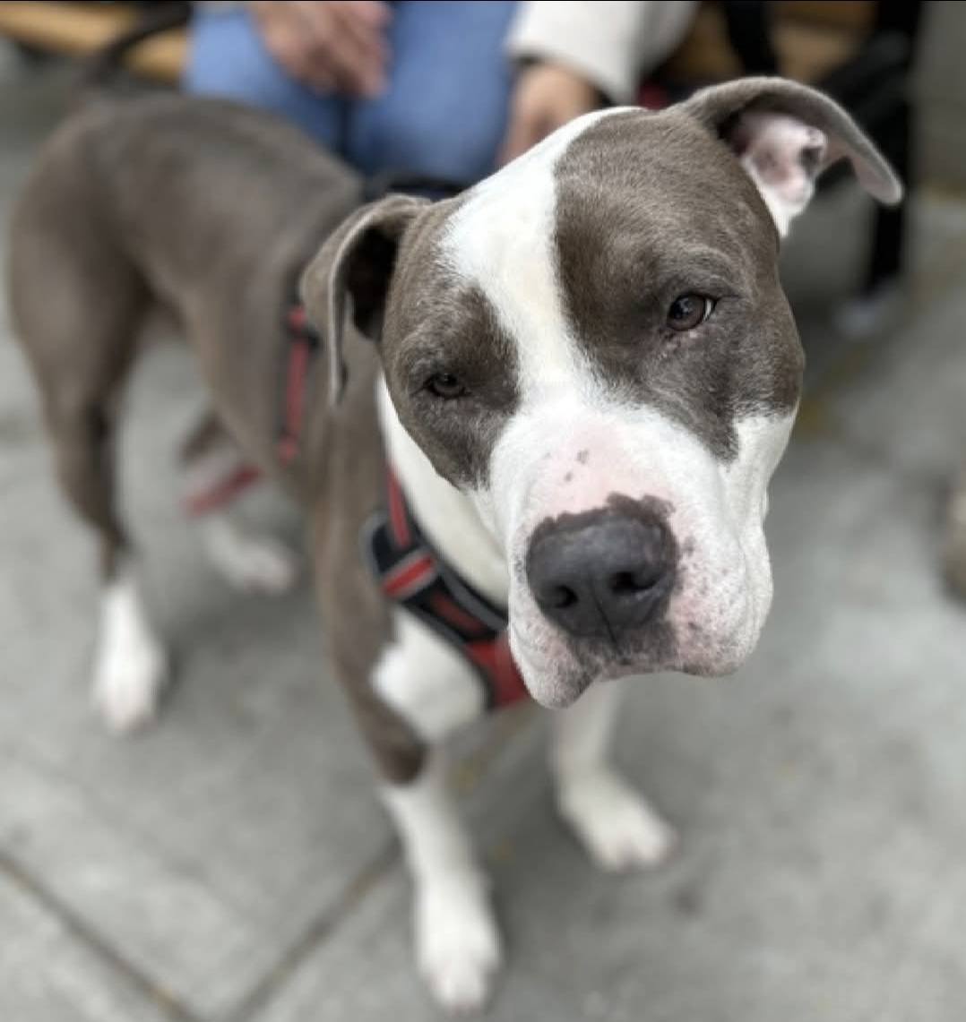 PoundHoundsResQ's tweet photo. ADOPT ZUES🐶

Meet Zues!

This guys is looking for his forever home.  He's easy on the eyes and sort of "people dog".  He loves to be where you are.

🌟 He know basic commands
🌟 He loves to be part of the action 
🌟 He's housetrained, attentive, and eager to please. 
🌟 He's 5. years old, utd on vaccinations, microchipped and neutered.
🌟 He'd work well with older children.

He does need to be an only dog, but hey, you don't need another dog when you've got this guy besides you.

He's located in Newburgh NY.

https://t.co/igN4Ks2QIT