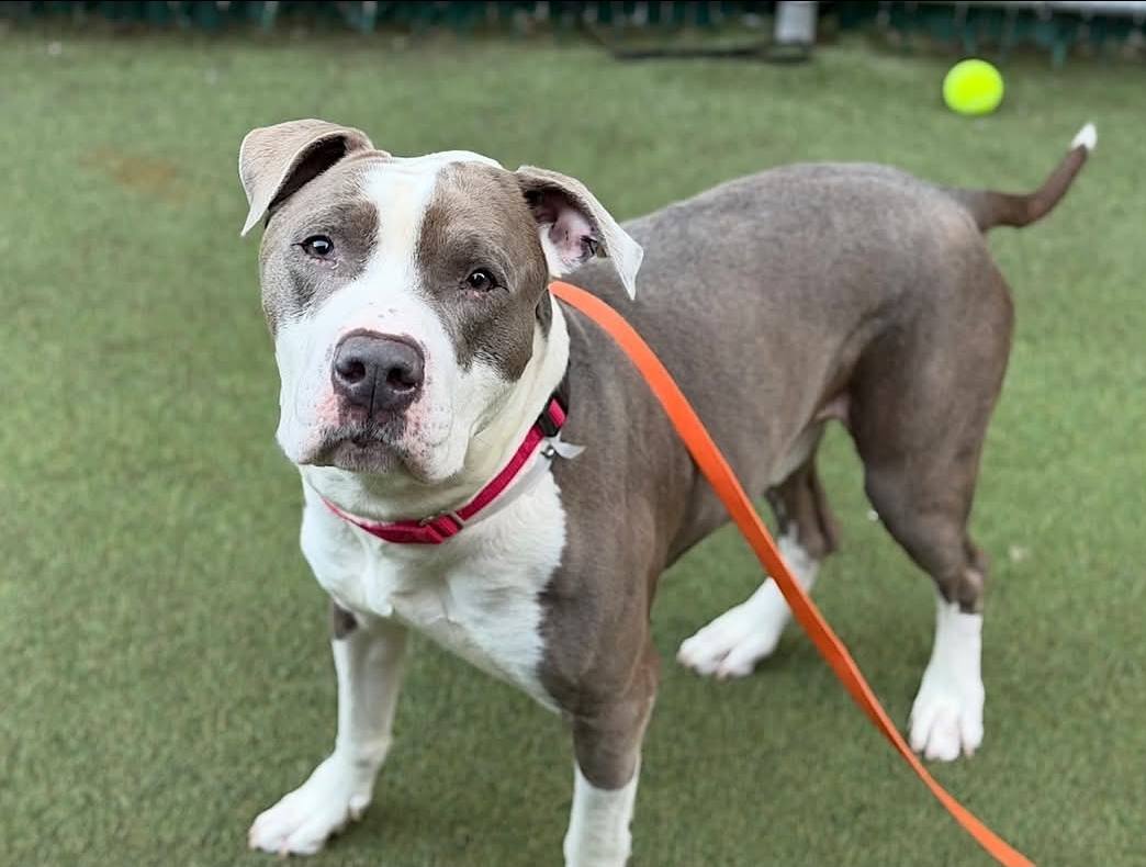 PoundHoundsResQ's tweet photo. ADOPT ZUES🐶

Meet Zues!

This guys is looking for his forever home.  He's easy on the eyes and sort of "people dog".  He loves to be where you are.

🌟 He know basic commands
🌟 He loves to be part of the action 
🌟 He's housetrained, attentive, and eager to please. 
🌟 He's 5. years old, utd on vaccinations, microchipped and neutered.
🌟 He'd work well with older children.

He does need to be an only dog, but hey, you don't need another dog when you've got this guy besides you.

He's located in Newburgh NY.

https://t.co/igN4Ks2QIT