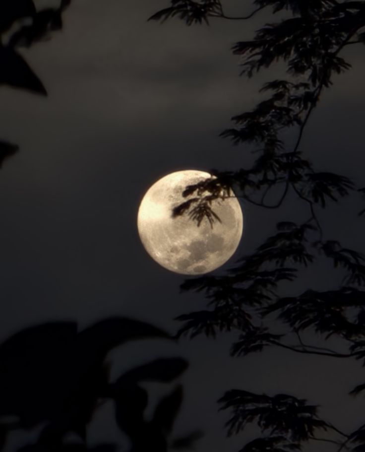 𝕰𝖑𝖊𝖒𝖒𝖎𝖗𝖊 tweet media