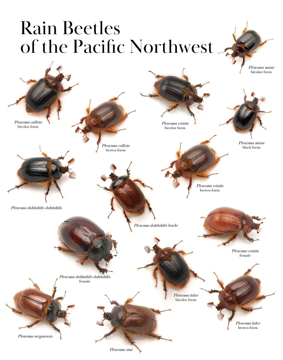 虫キチコージ (@mushikichi_koji) / Posts / X