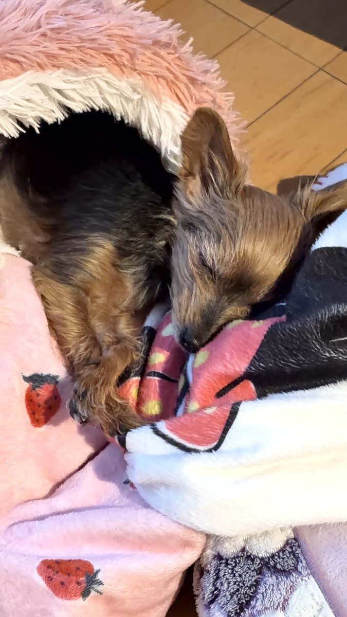 FreshIchika's tweet photo. Google Photoが写真をバッチ風にする画像���成を提案してくれて、これ♡
可愛い✨🐶🍓🎀 https://t.co/ArAtJw5YRN
