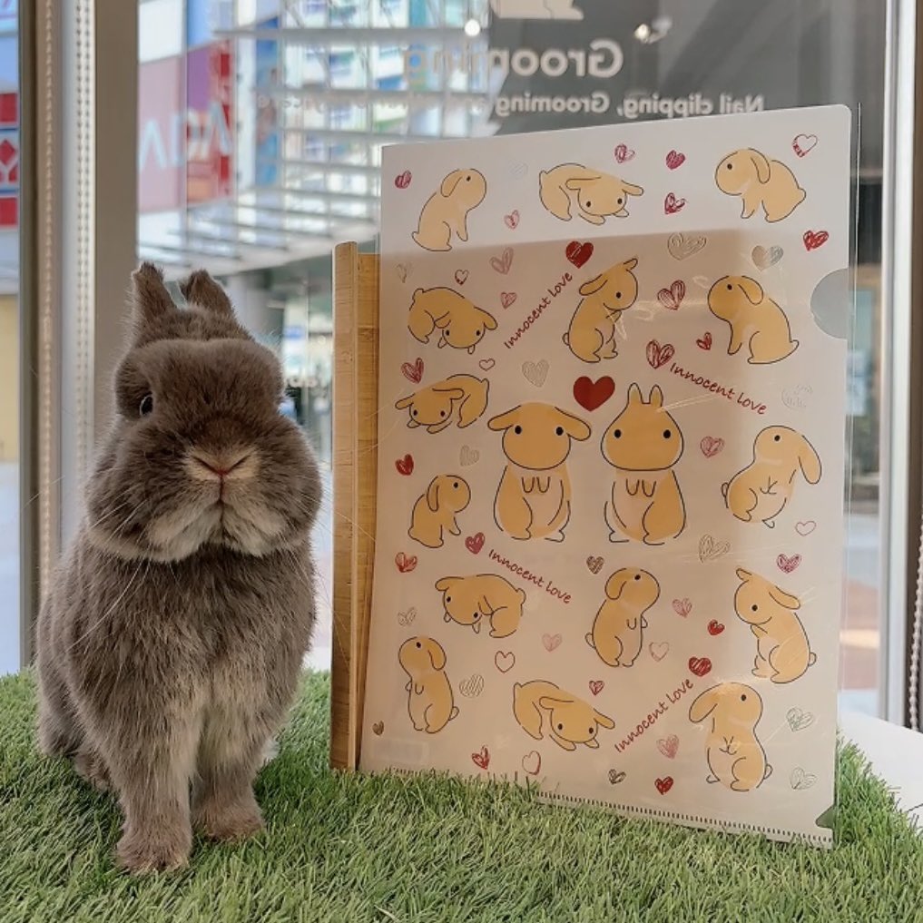 うさぎのしっぽ (@sippo_info) / Posts / X