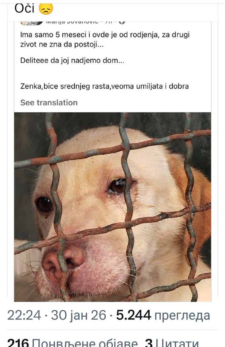 UKisic89944's tweet photo. MOLIM KLECIM DA SE USVOJI OVA LEPOTICA https://t.co/H9AiasA5MK