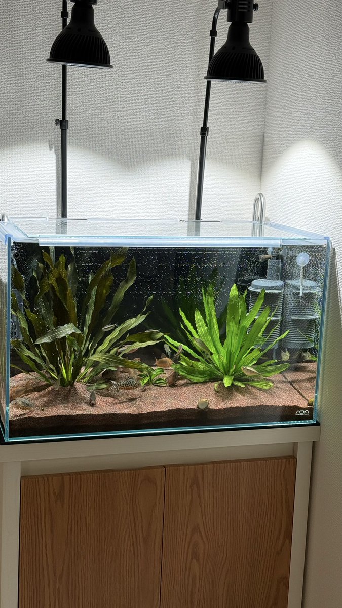 にゃも (@nyamo14789) / Posts / X