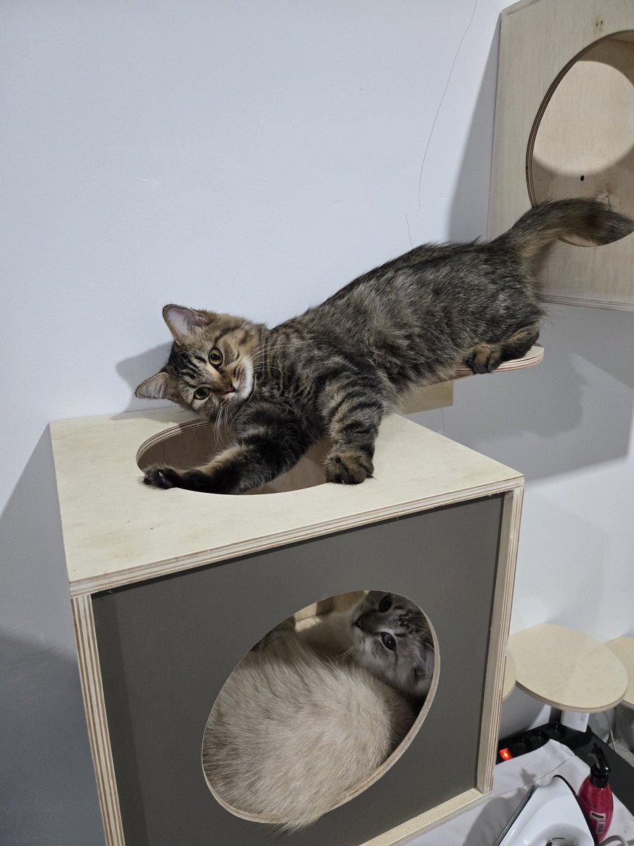 SecurityClark's tweet image. Top floor: chaos. Ground floor: vibes. Welcome to the cat tower
