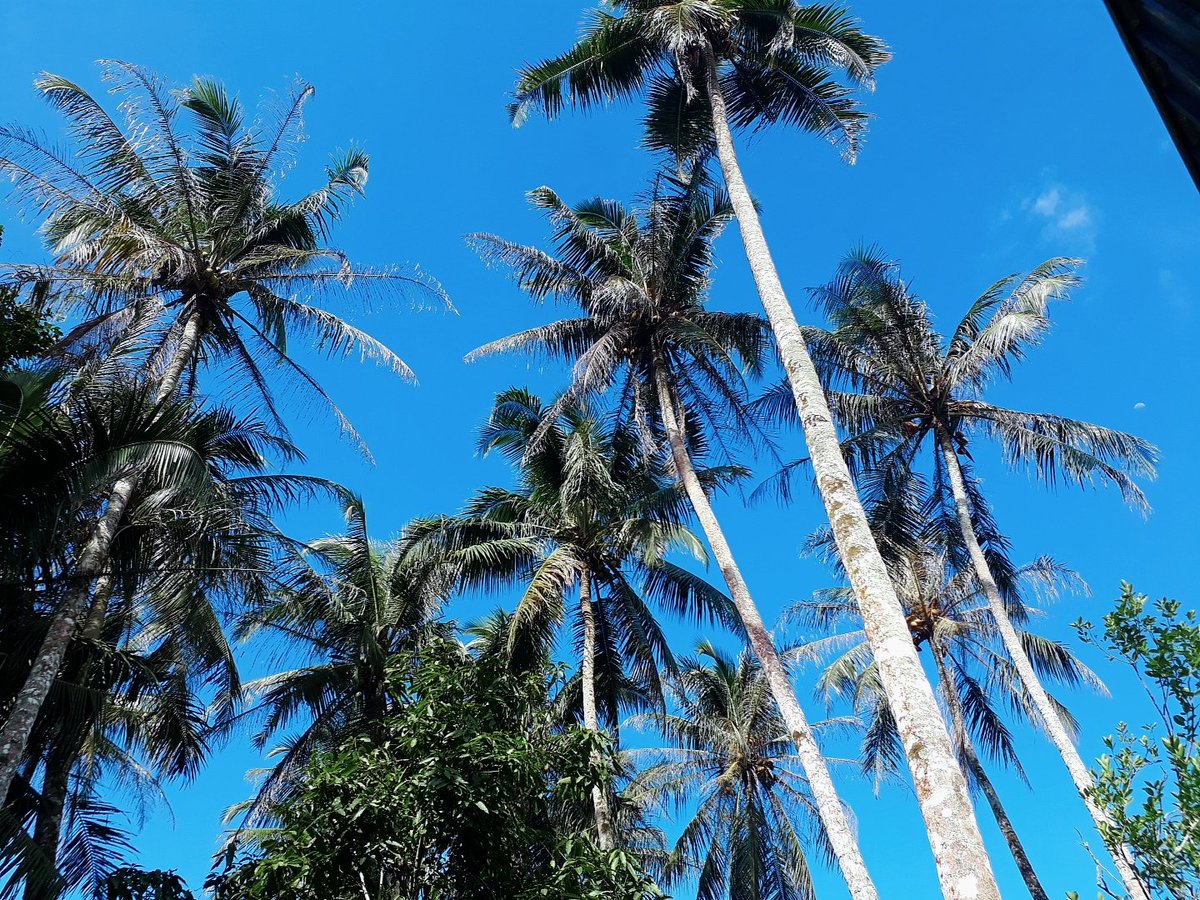 SecurityClark's tweet image. Palm trees and blue skies. That's the whole plan