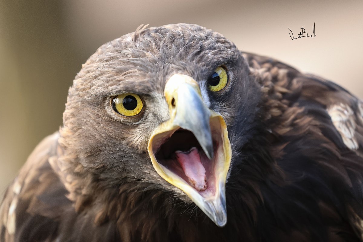 vicente (@vborrella) on Twitter photo 