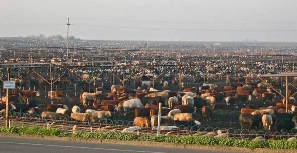 idobadtakes's tweet image. No one cares about the small farmer on land with organic beef, that type of farming produces about 1% of the meat supply. 

Here’s where your burger actually comes from