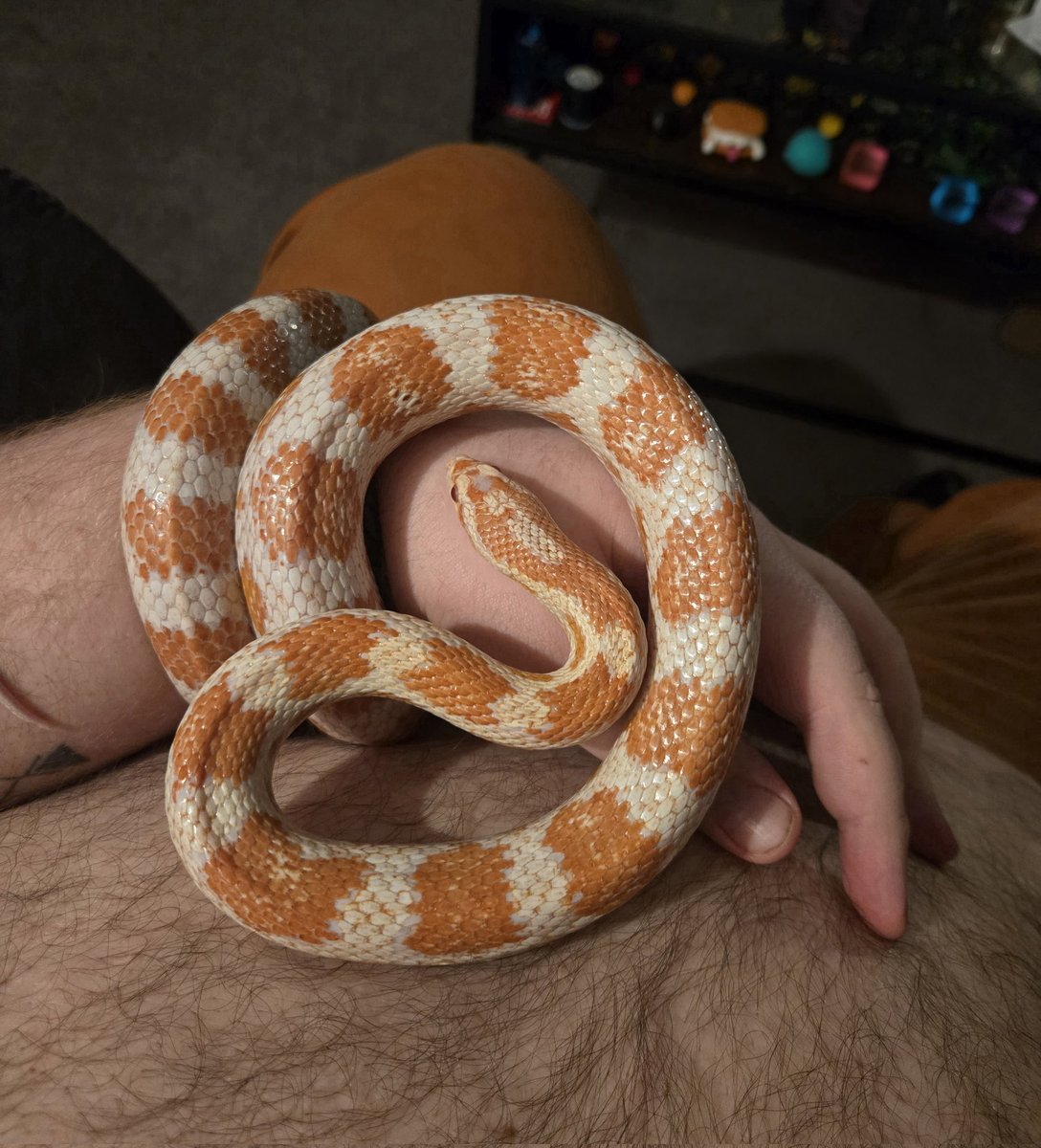 Pup Cobalt tweet media