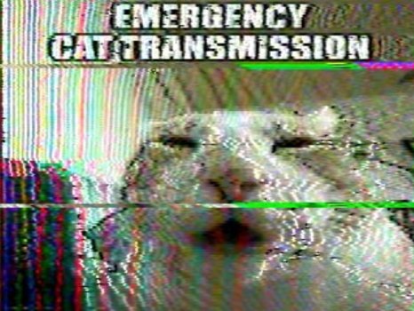 kitti_iris tweet media