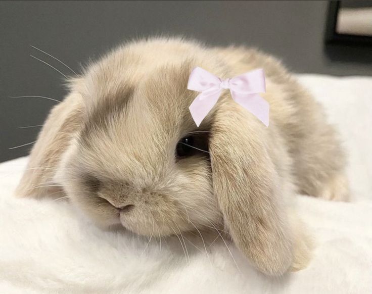 internetsfaith's tweet image. new to #nsfwtwt ݁ ˖Ი𐑼⋆

19, she/her, 4'10
submissive
soft and hard kinks
dms are open
↻ and ♡ to be moots! ۶ৎ