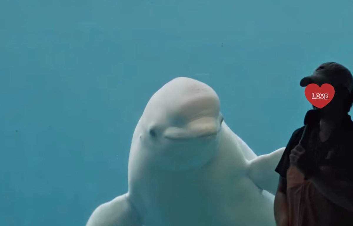 🎤🐬

土日は大忙しでした🙌まだまだ寒いのにたくさんのファミリー達が足を運んでくれた✨

私もショーの後、スピーチしたりでたくさんの子供達にクイズして楽しかった🫧

今週はトレーナーをトレーニングなんであんまり水の中入らなくていいからちょっと嬉しい😂w

2月も楽しくなりますように🫶