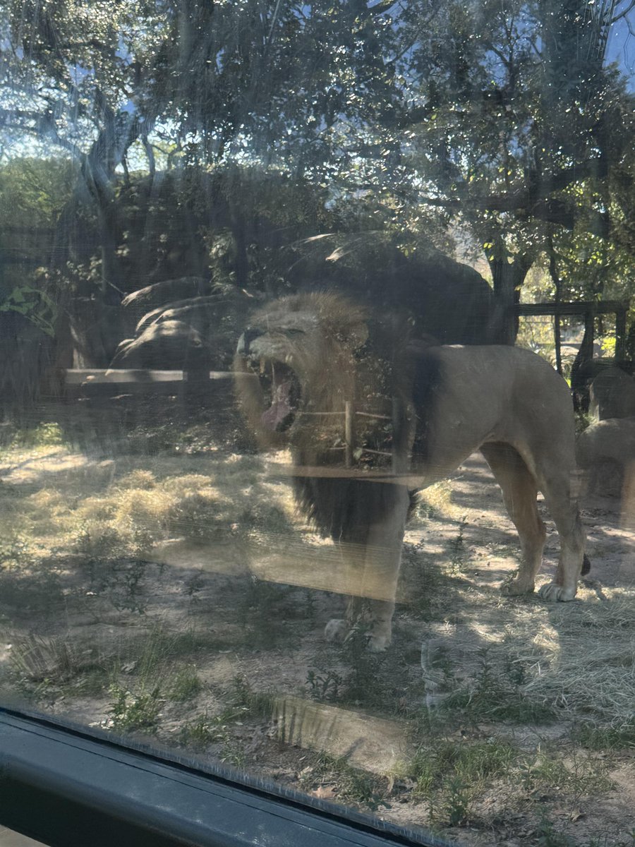 IonaNeelmanc's tweet photo. Houston Zoo 🦁 https://t.co/tDhihVrriH
