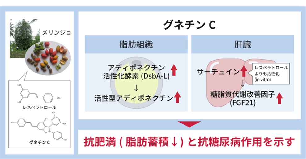 PRTIMES_BEAUTY's tweet photo. 「メリンジョ由来レスベラトロール」の抗肥満・抗糖尿効果が明らかに 特長成分「グネチンC」が、脂肪組織と肝臓に... https://t.co/jtqkR1FZ4H https://t.co/wuL8wROj59