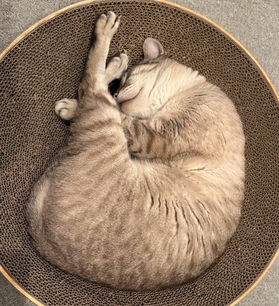 やす子 (@yasuko_sma) / Posts and Replies / X