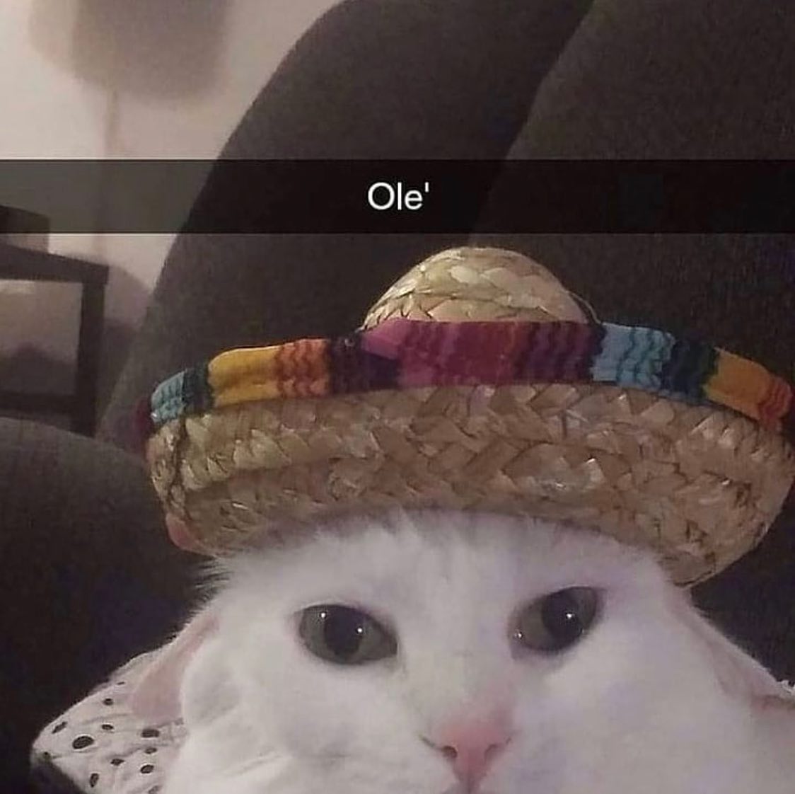 Punch Cat tweet media