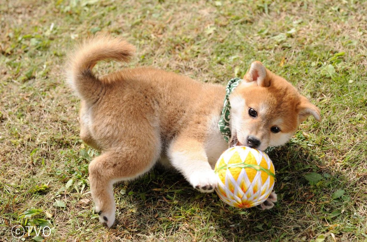 16代目豆助＃豆助＃柴犬