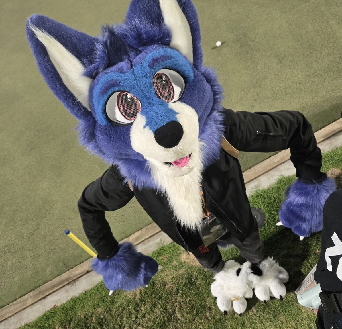 WolfWill77's tweet image. I'm here to request uppies... and steal more paws like I did with @Spotty178 who make rather nice beans 😆

Gonna try to actually post more often now, but here's to more goofiness 🤪

📸 - @TrueBlueNeon 

#furry #fursuit #fursuiter #furmeet #cosplay #furryfandom