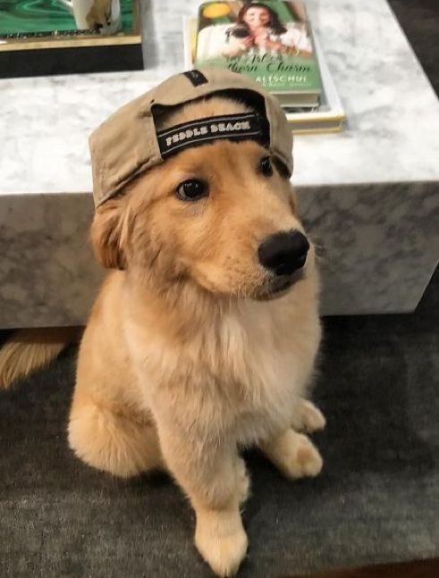 พิโกลเด้นเยจีรีทรีฟเวอร์ 🐶✨