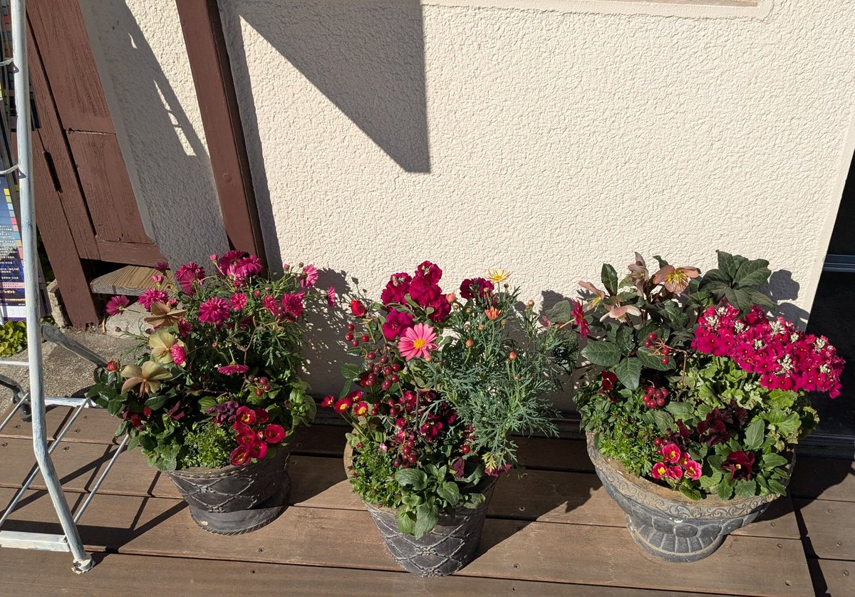 LinoDrops's tweet photo. こんにちは!
お店前のお花が新しくなりました✨
2月らしいお色味で今月もすごく可愛らしいです🥰
木のみもたくさん!お店へお立ち寄りの際はぜひご覧くださいませ♪
#リノドロップス
#linodrops
#鎌倉
#桜貝
#由比ヶ浜 https://t.co/wLvxzI1sye
