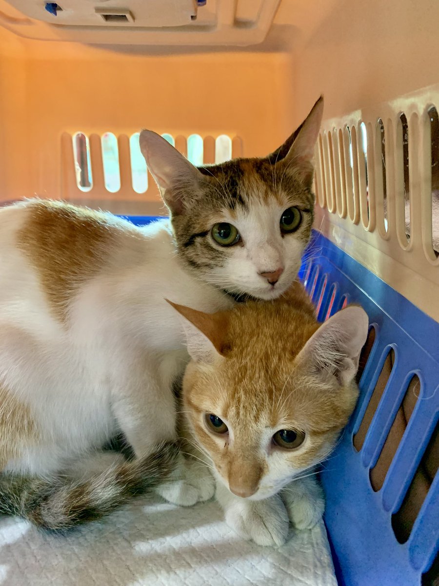 Selfie muna sila bago bakunahan. Kabado yarn? 😹