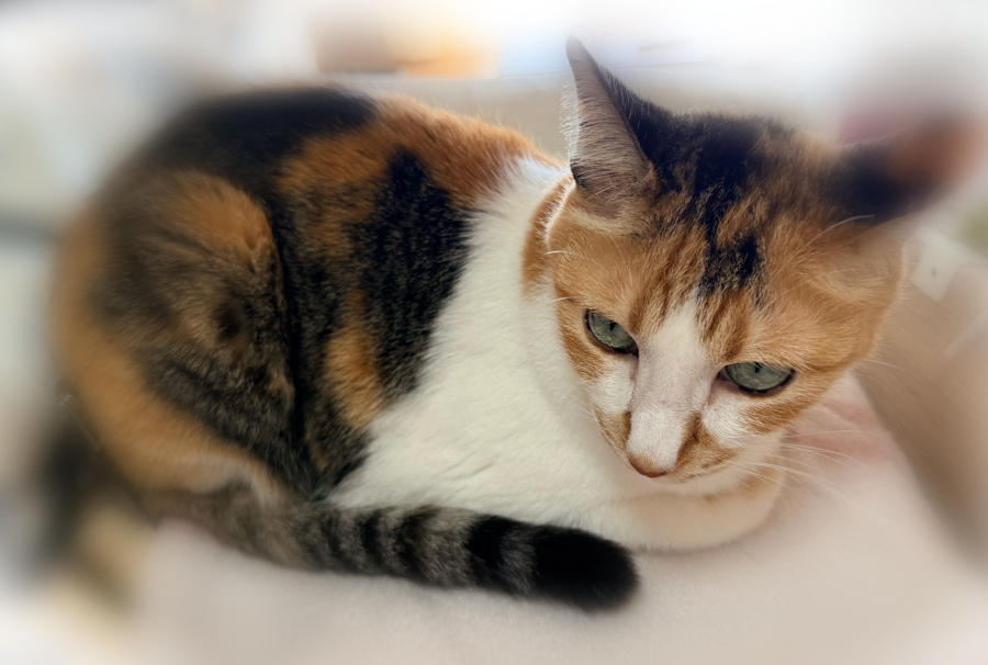 朝イチで病院がんばったﾆｬﾝｽﾞ🐈🐈おりこうさん*