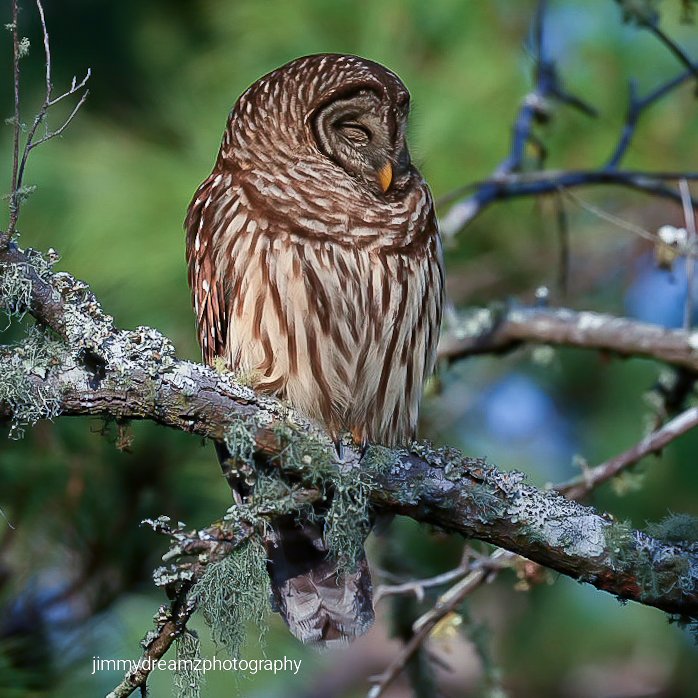 Jimmydreamsmb's tweet photo. Time to turn into a owl & sleep with gratitude and blessings to make it to the morning light.
Barred Owl sleeping at the park lastweek.
May you all enjoy a blessed and positive February. 😊👍✝️🙏☮️
#feburary #Sweetdreams https://t.co/i9H1GssoTu