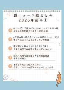 ねこ検定 公式 tweet media