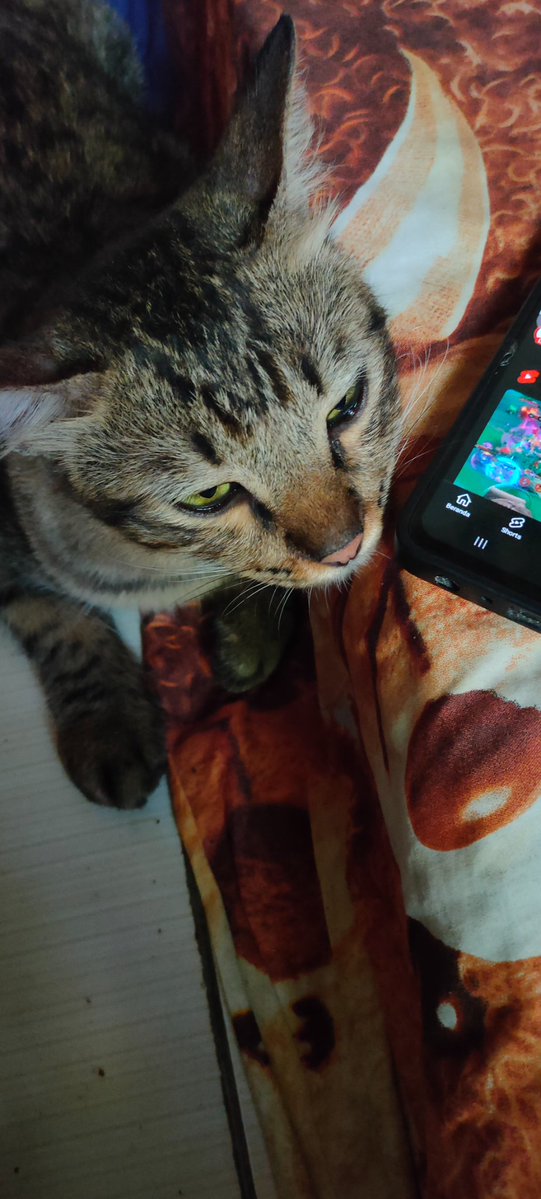 I like my cat, he is very cute and funny that's why I like him, even though he likes to steal food, I still like him🥰