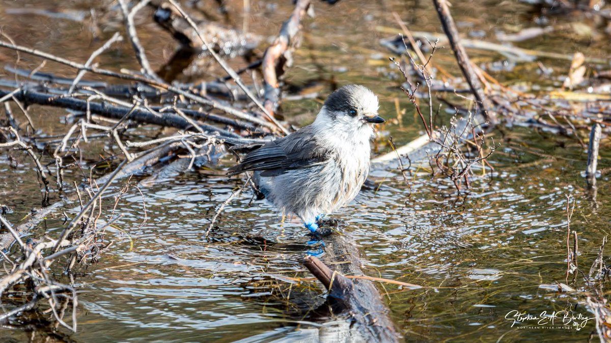 NORTHERN RIVER Images tweet media