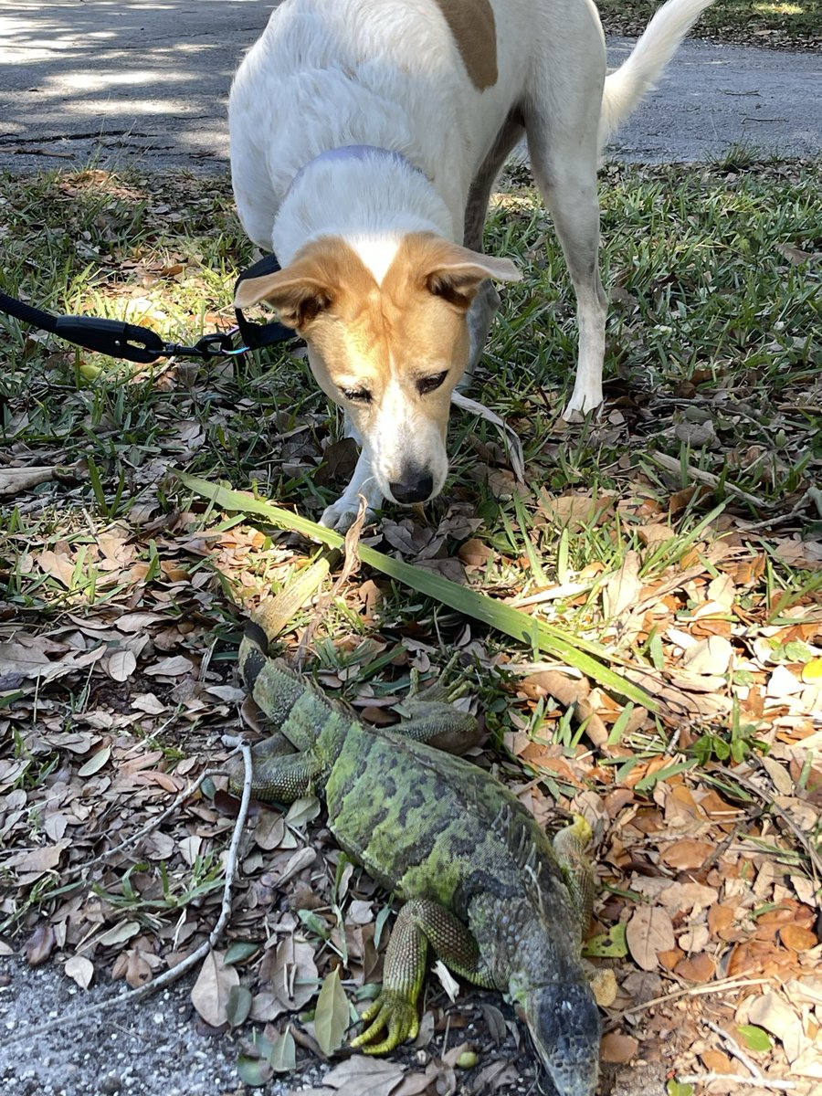 WalterMichot's tweet photo. Cold blooded Iguanas immobilized by south Florida cold weather. @freezing @iguanas https://t.co/fGQ8VkUWw1
