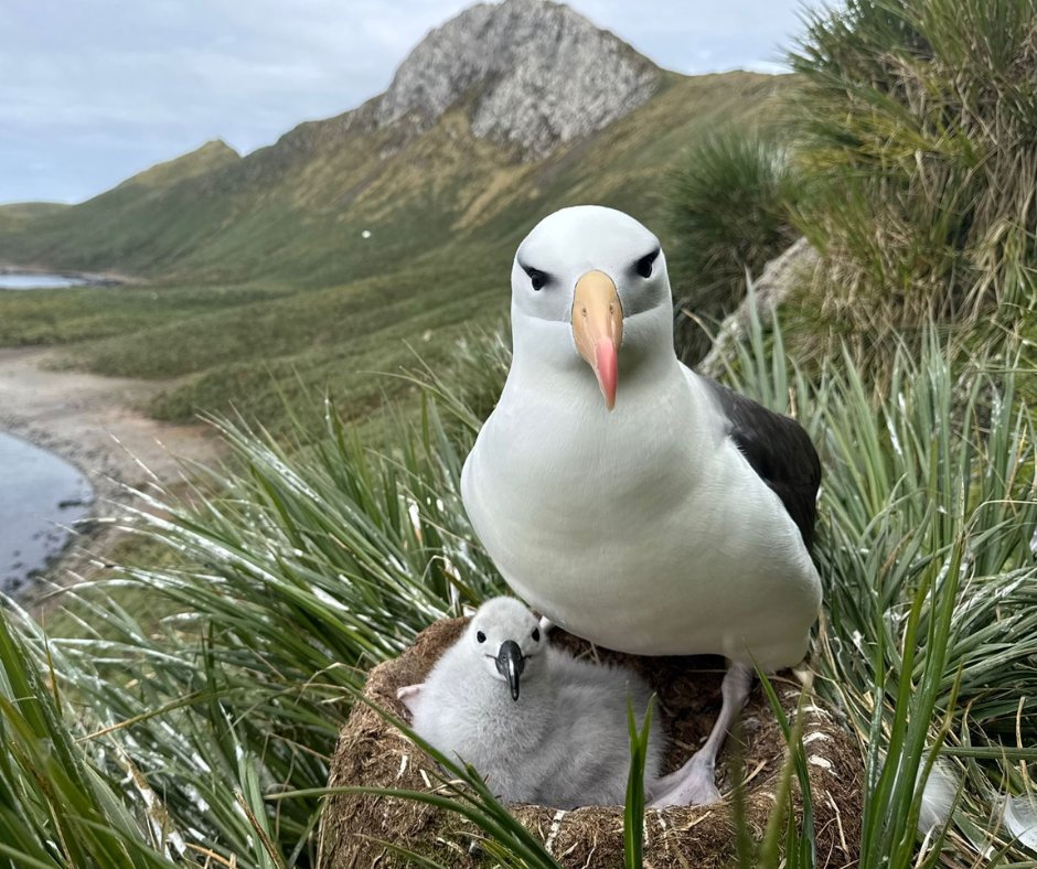 親子にカメラ目線いただきました✨

こちらはマユグロアホウドリさん親子。キリリとした目元が特徴的なマユグロさんですが、ひなちゃんと一緒の時は表情が柔らかく見えます。ふわふわのひなちゃんもカワイイ～。

素敵な親子のポートレート、調査員さんありがとうございます😊

📷 Jess Callaghan