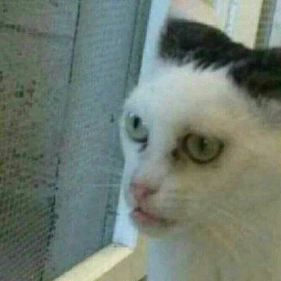 ndtabom's tweet image. n acredito q o jonas ganhou #BBB26